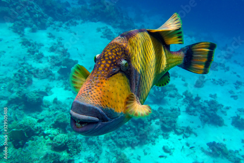 Fototapeta Naklejka Na Ścianę i Meble -  Titan triggerfish (Balistoides viridescens) in the coral reef in Red Sea