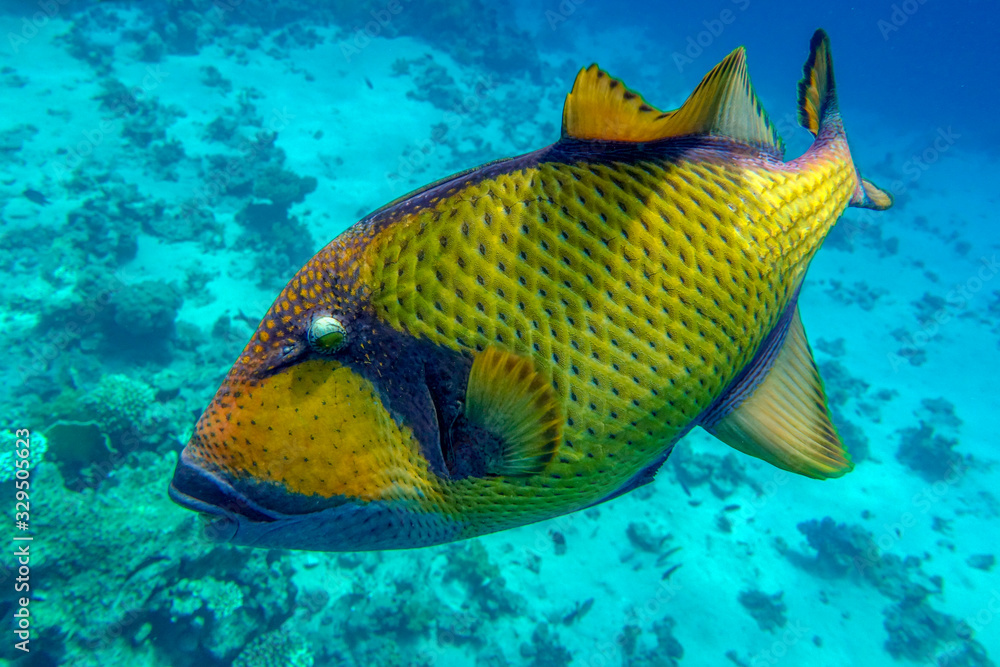 Fototapeta premium Titan triggerfish (Balistoides viridescens) in the coral reef in Red Sea