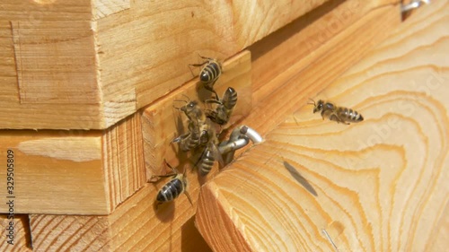 Colony of bees rushing in and out of wooden beehive photo