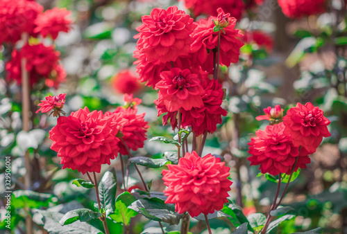 Red Dahlia flowers are blooming in the ornamental flower garden with nature blurred background