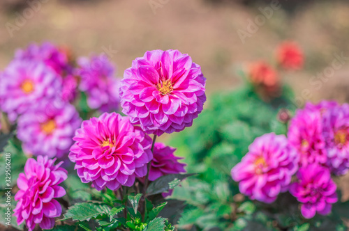 Pink Dahlia flowers are blooming in the ornamental flower garden with nature blurred background