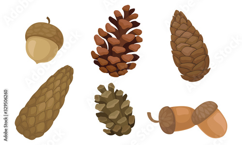 Fir Cones and Acorns Isolated on White Background Vector Set