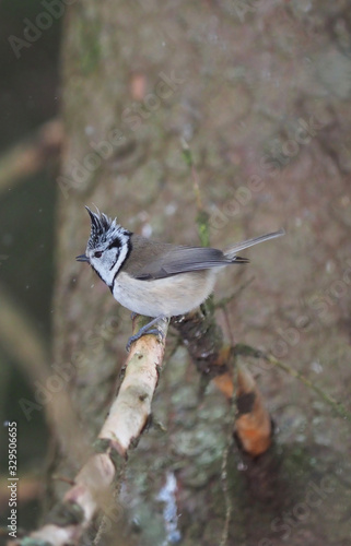 crested tit on a twig. forest