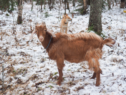 Картината върху платно Beautiful goat in the village. Winter
