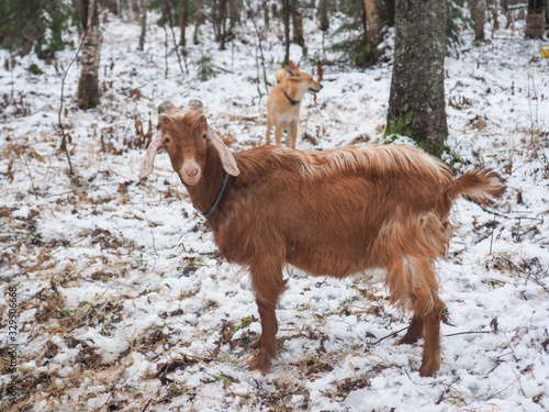 Фотография Beautiful goat in the village. Winter