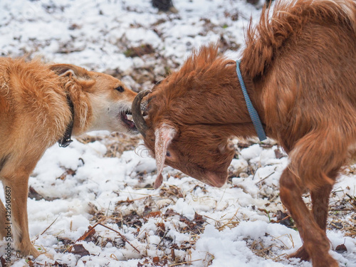 Картината върху платно Beautiful goat in the village. Winter