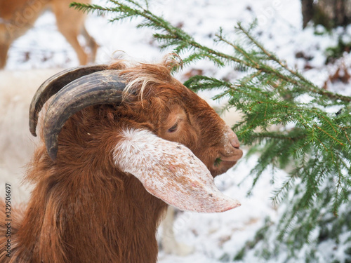 Tableau sur toile Beautiful goat in the village. Winter