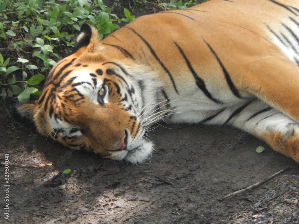 Obraz premium Royal Bengal Tiger image, Bengal tiger is one of famous wild animals in India. Image taken at sunny day at Bengal Safari Park (North Bengal) in India.