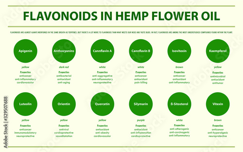 Flavonoids in Hemp Flower Oil horizontal infographic illustration about cannabis as herbal alternative medicine and chemical therapy, healthcare and medical science vector.