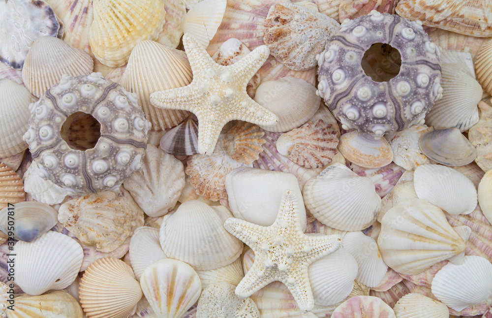Sea urchins, starfishes and seashells