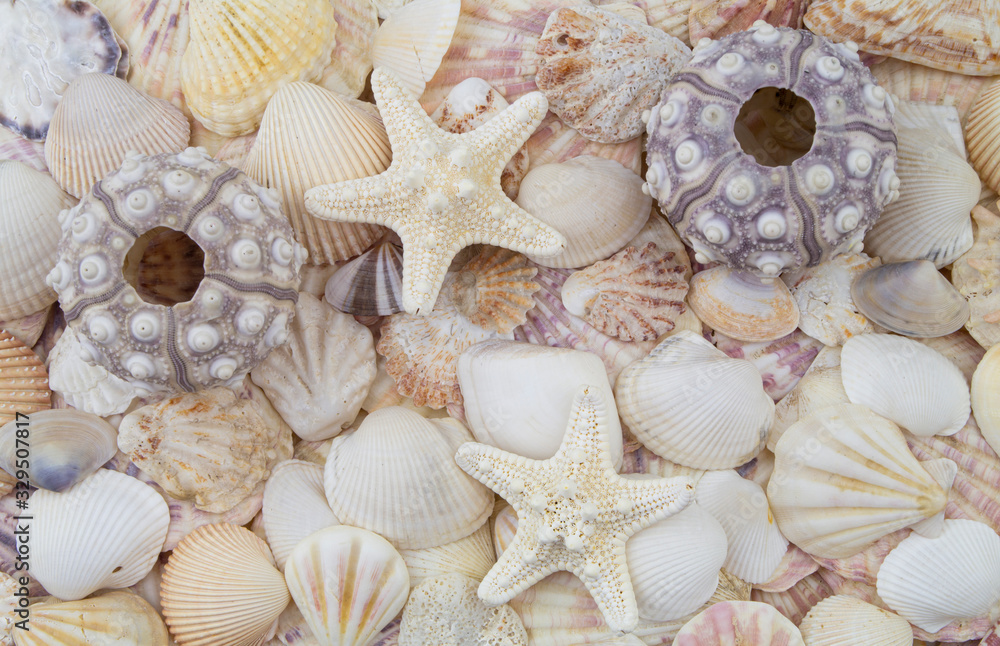 Sea urchins, starfishes and seashells Sea urchins, starfishes and seashells