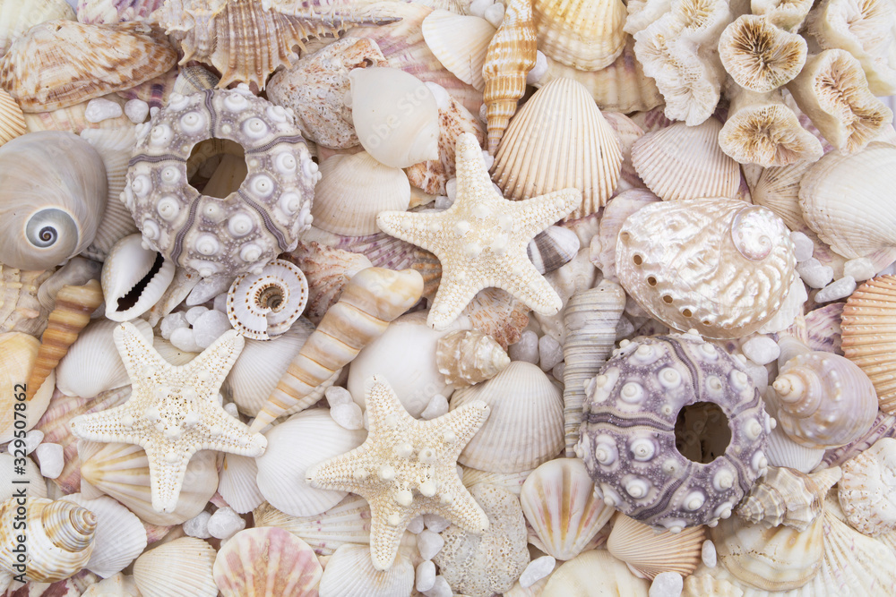 Sea urchins, starfishes and seashells background Sea urchins, starfishes and seashells background