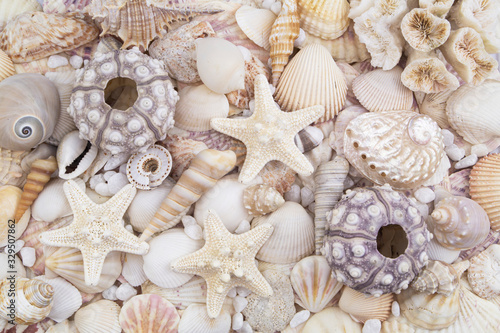 Sea urchins, starfishes and seashells background