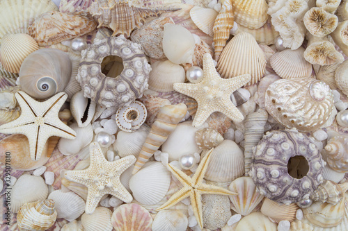Sea urchins, starfishes, pearls and seashells background