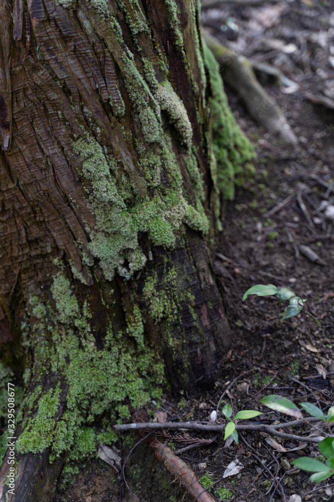 ABUNDANT NATURE ABUNDANT NATURE