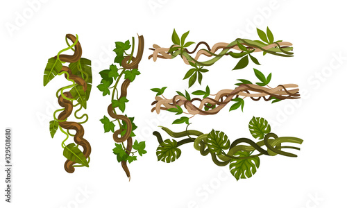 Twisted Wild Lianas with Green Twining Plants Vector Set