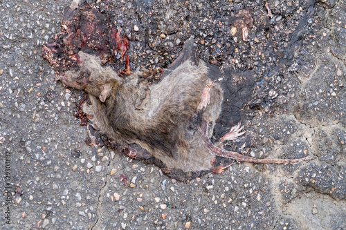 Dead rat !