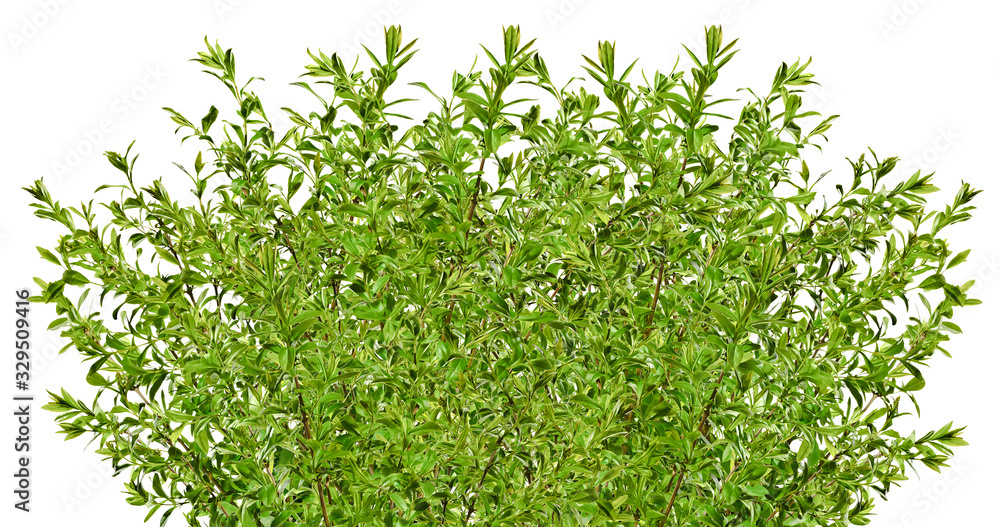 Green privet isolated on white background Green privet isolated on white background