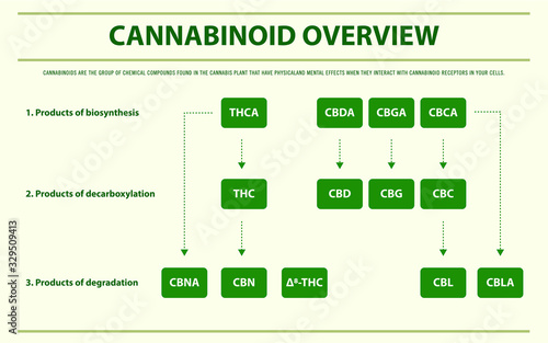 Cannabinoid Overview horizontal infographic illustration about cannabis as herbal alternative medicine and chemical therapy, healthcare and medical science vector.