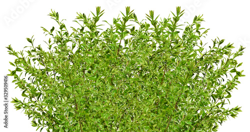 Green privet isolated on white background photo