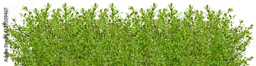 Photos Green privet isolated on white background