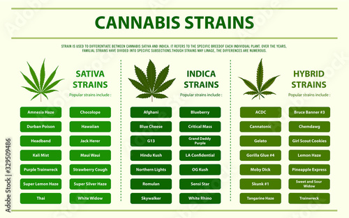 Cannabis Strains horizontal infographic illustration about cannabis as herbal alternative medicine and chemical therapy, healthcare and medical science vector.