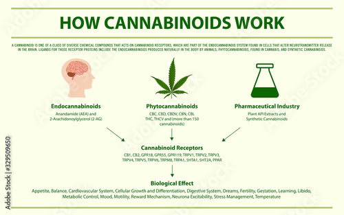 How Cannabinoids Work horizontal infographic illustration about cannabis as herbal alternative medicine and chemical therapy, healthcare and medical science vector.