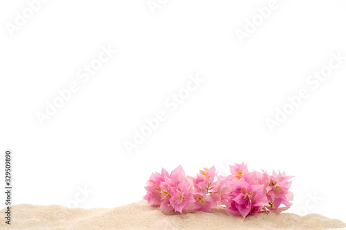 Beautiful blossom pink Bougainvillea on sand isolated on white background. 