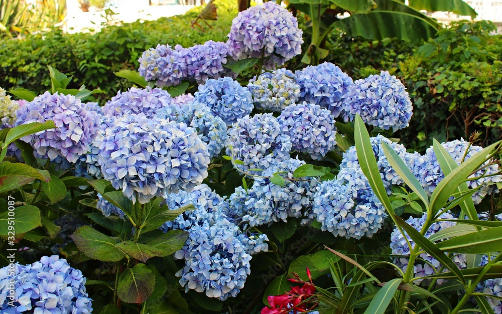 Large and beautiful flowers of blue color grow on hydrangea bushes on a summer day Large and beautiful flowers of blue color grow on hydrangea bushes on a summer day
