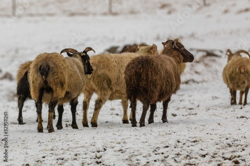 Fototapeta Naklejka Na Ścianę i Meble -  Moutons Islandais 