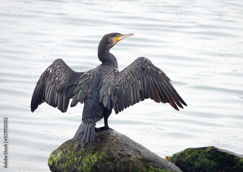 Картината върху платно cormorant