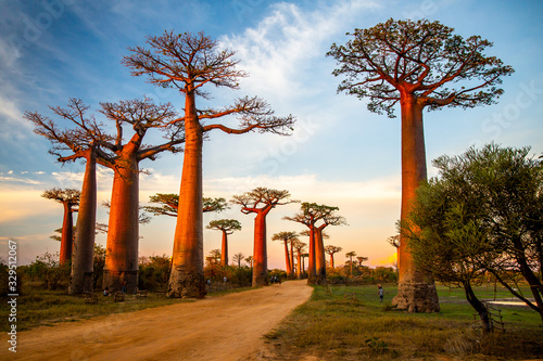 Foto Beautiful Baobab trees at sunset at the avenue of the baobabs in Madagascar