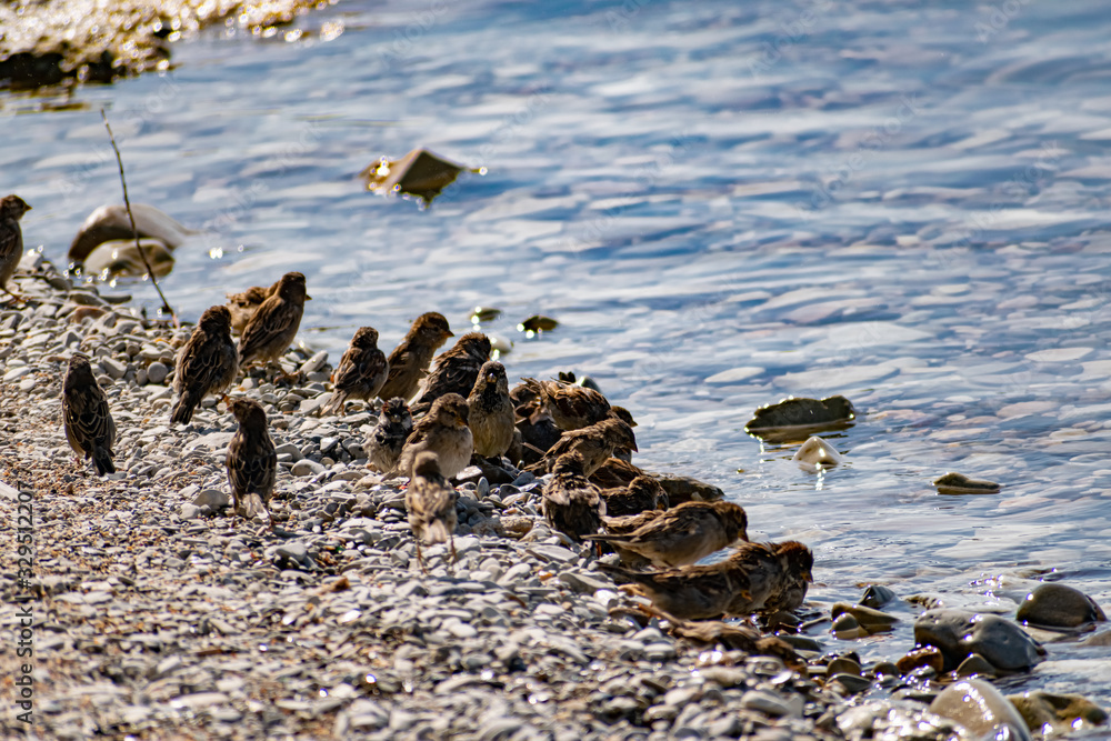 Fototapeta premium A flock of passerine birds swimming in salt water, on the black sea, on small and large stony pebbles. Frolicking feathered individuals on the coast.