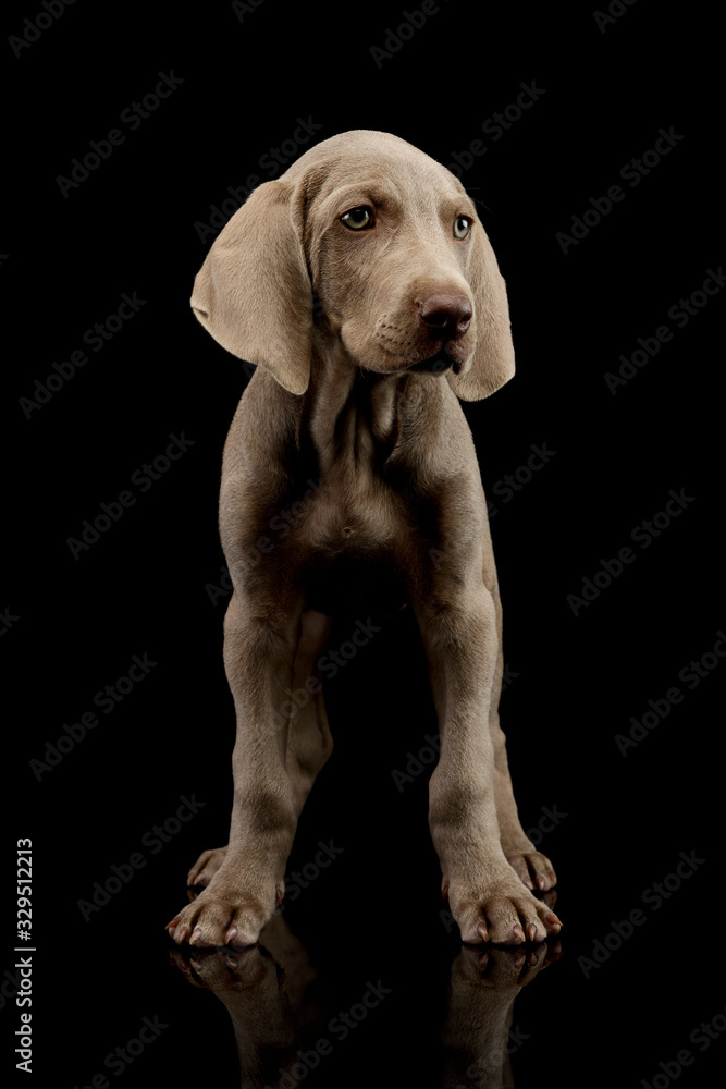 Fototapeta premium Studio shot of a beautiful Weimaraner puppy