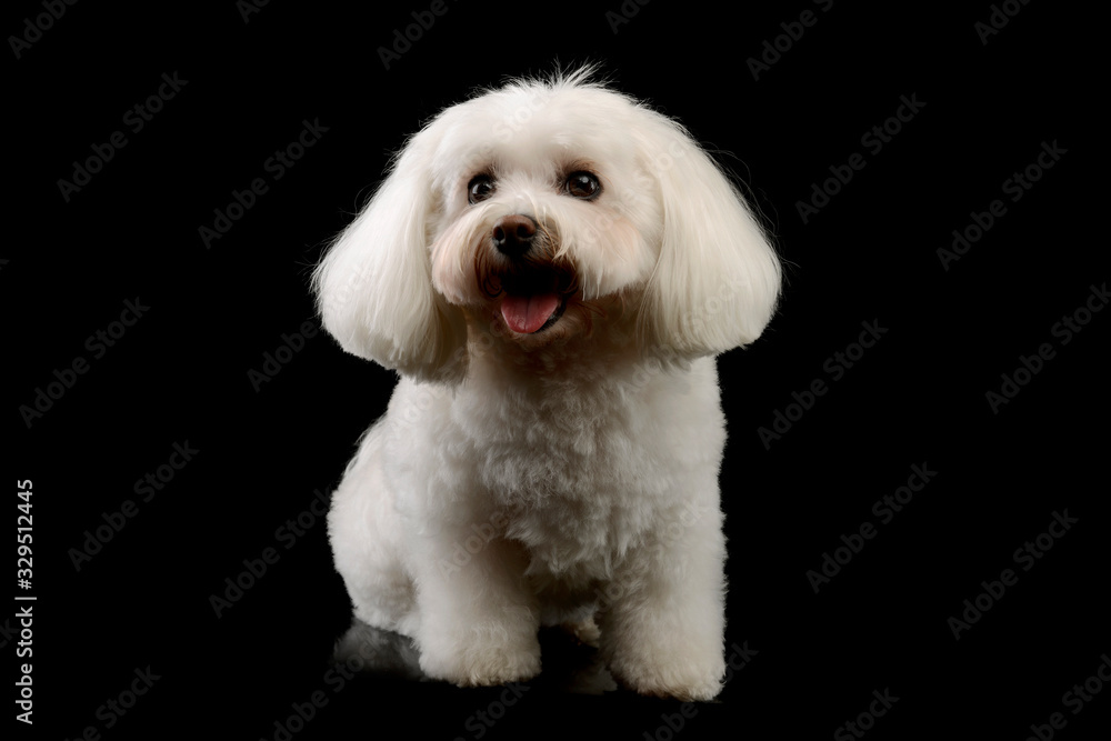 Studio shot of an adorable Shih-Tzu Studio shot of an adorable Shih-Tzu
