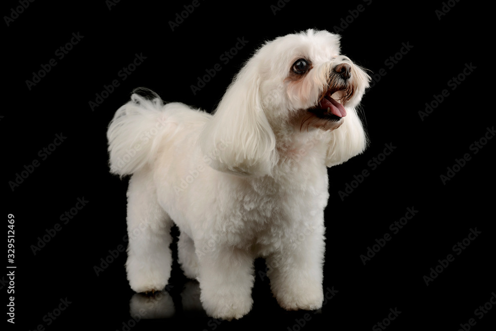 Studio shot of an adorable Shih-Tzu Studio shot of an adorable Shih-Tzu