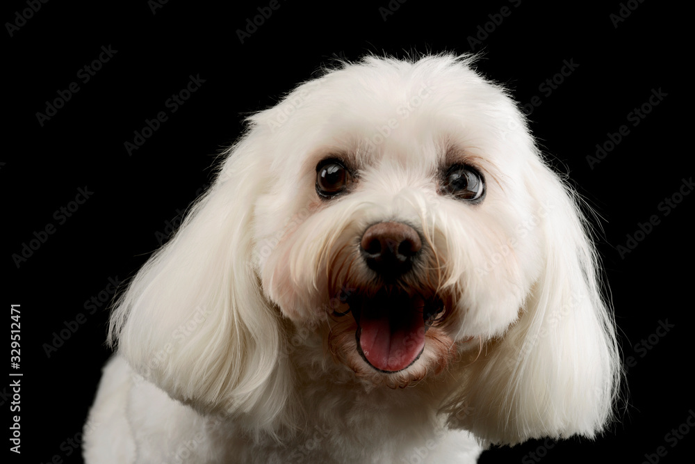 Portrait of an adorable Shih-Tzu Portrait of an adorable Shih-Tzu