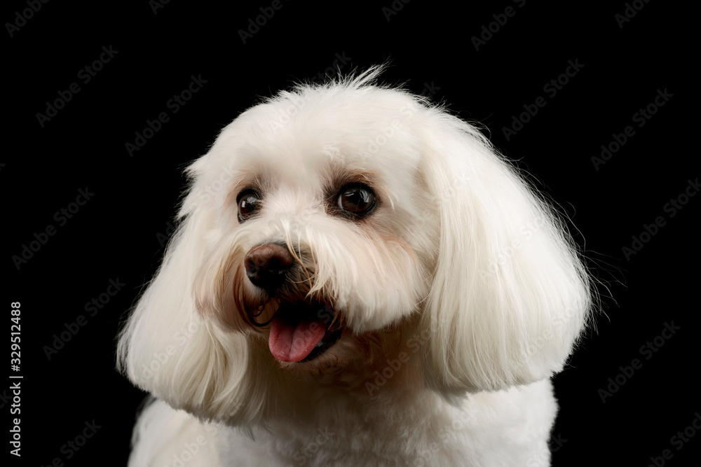 Portrait of an adorable Shih-Tzu Portrait of an adorable Shih-Tzu
