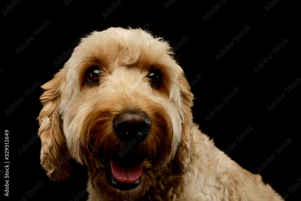Portrait of an lovely lagotto Portrait of an lovely lagotto
