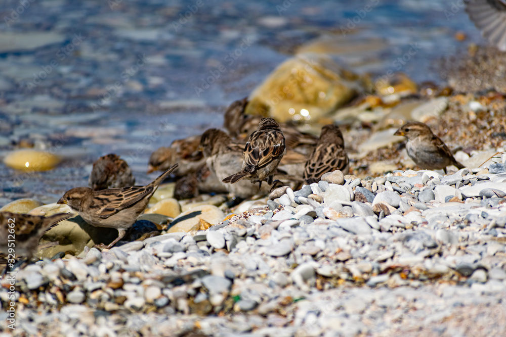 A flock of passerine birds swimming in salt water, on the black sea, on small and large stony pebbles. Frolicking feathered individuals on the coast. A flock of passerine birds swimming in salt water, on the black sea, on small and large stony pebbles. Frolicking feathered individuals on the coast.