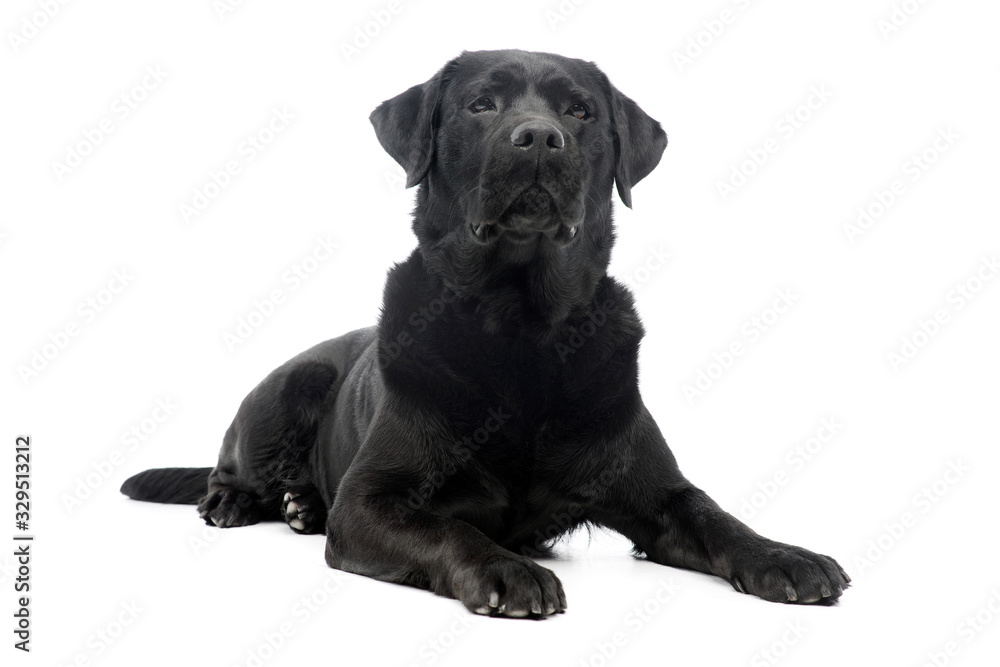 Studio shot of a beautiful labrador retriever