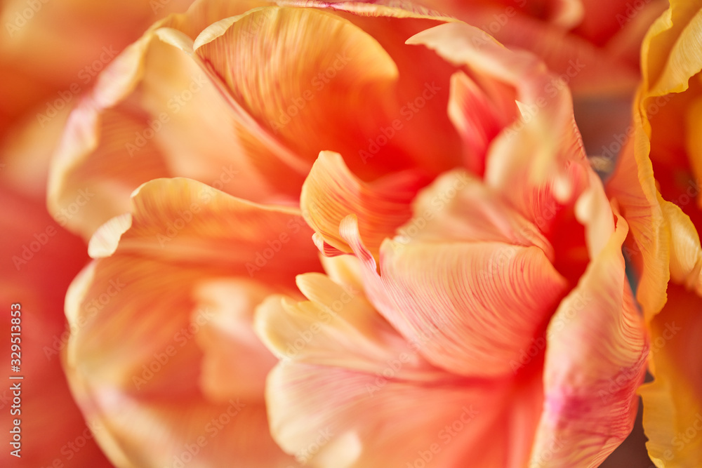 Closeup of petals of beautiful orange and with red streaks tulips in vase. Flower background. Floral Wallpaper. Copy space Closeup of petals of beautiful orange and with red streaks tulips in vase. Flower background. Floral Wallpaper. Copy space
