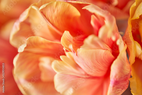 Closeup of petals of beautiful orange and with red streaks tulips in vase. Flower background. Floral Wallpaper. Copy space