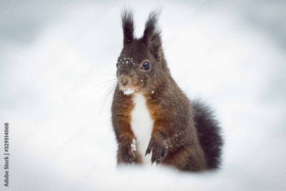 Scoiattolo - Sciurus vulgaris Scoiattolo - Sciurus vulgaris