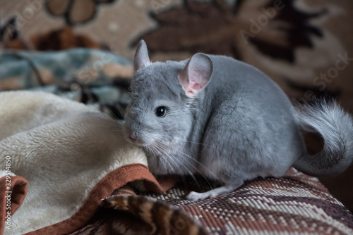 Chinchilla on the carpet photo