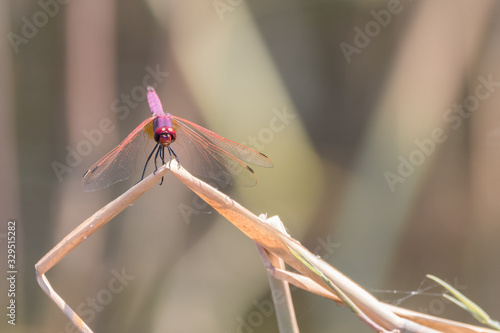 Trithemis annulata photo