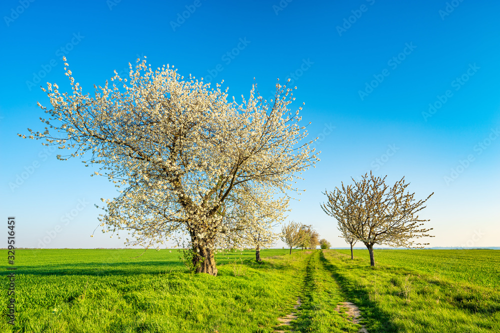 Tree lined farm track through green fields , agricultural landscape under blue sky in spring, Old Cherry Trees in Bloom 