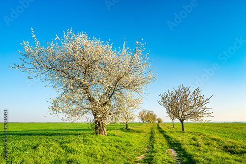 Tree lined farm track through green fields , agricultural landscape under blue sky in spring, Old Cherry Trees in Bloom 