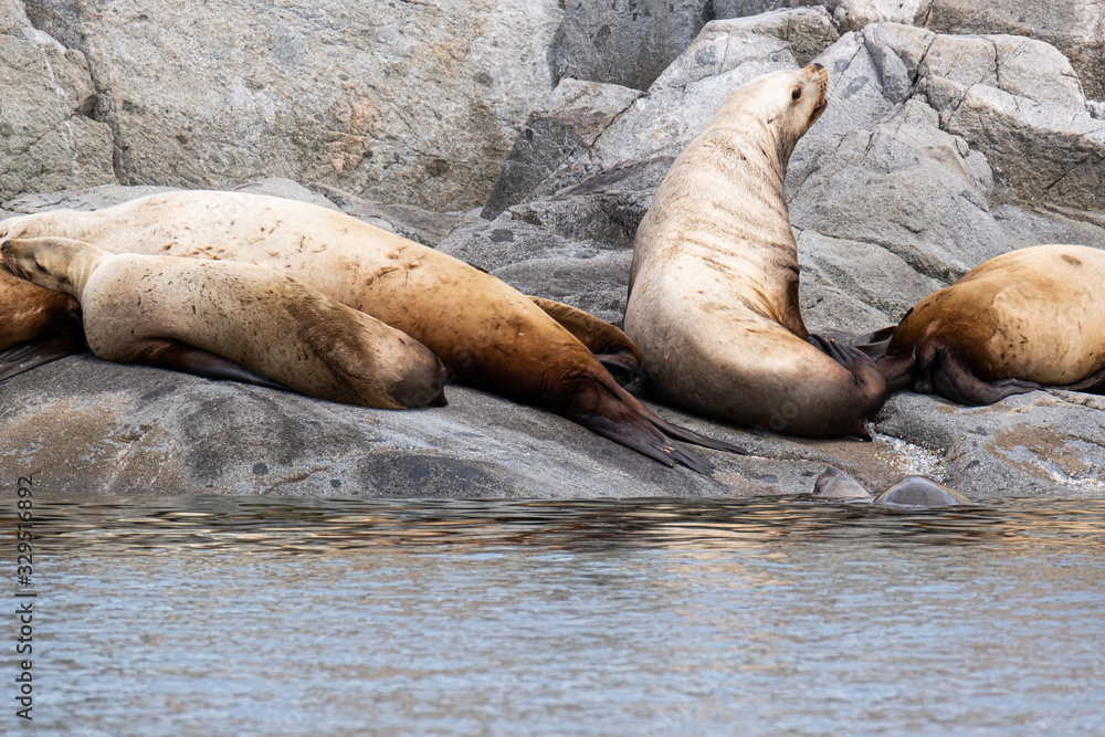 Fototapeta premium A group of golden brown sea lions sunning themselves on rocks by the water in Tofino, Canada