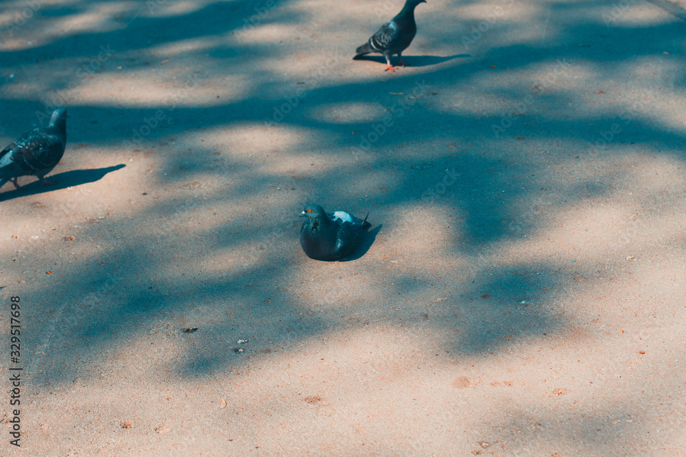 Fototapeta premium Three pigeons in the Park